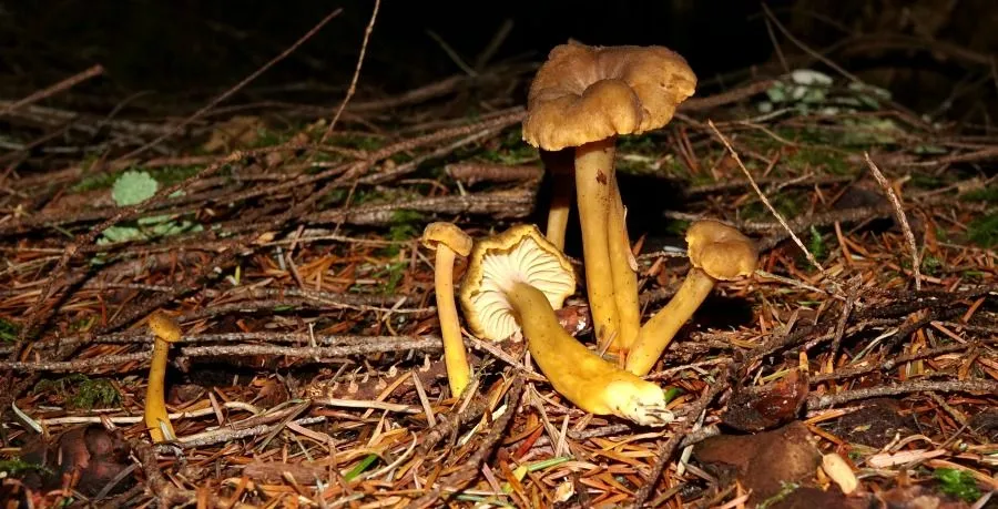x yellowfoot 1.jpg