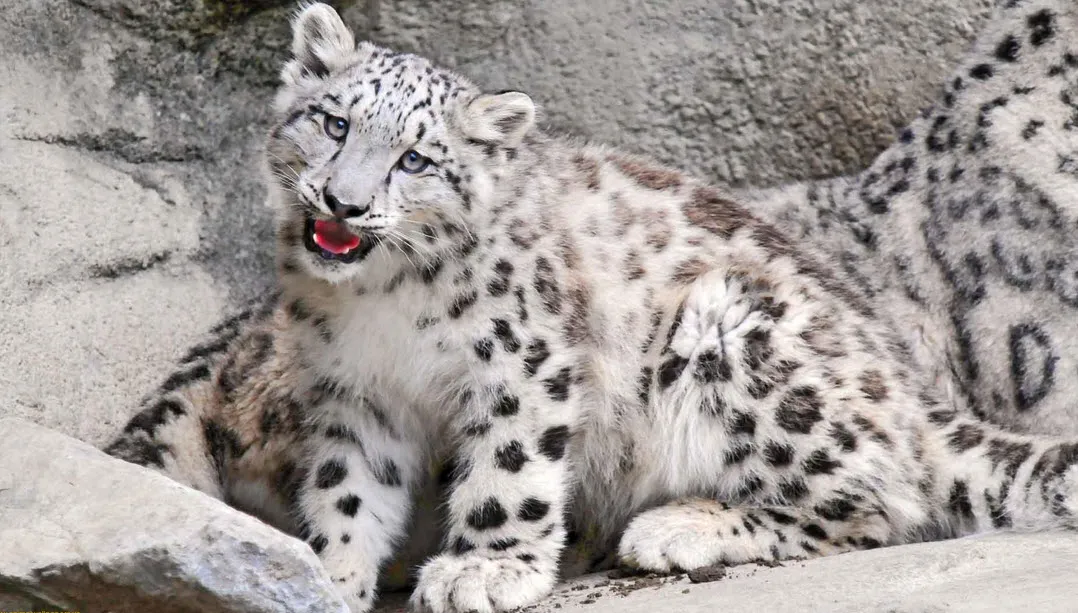 Snow Leopard 2.jpg