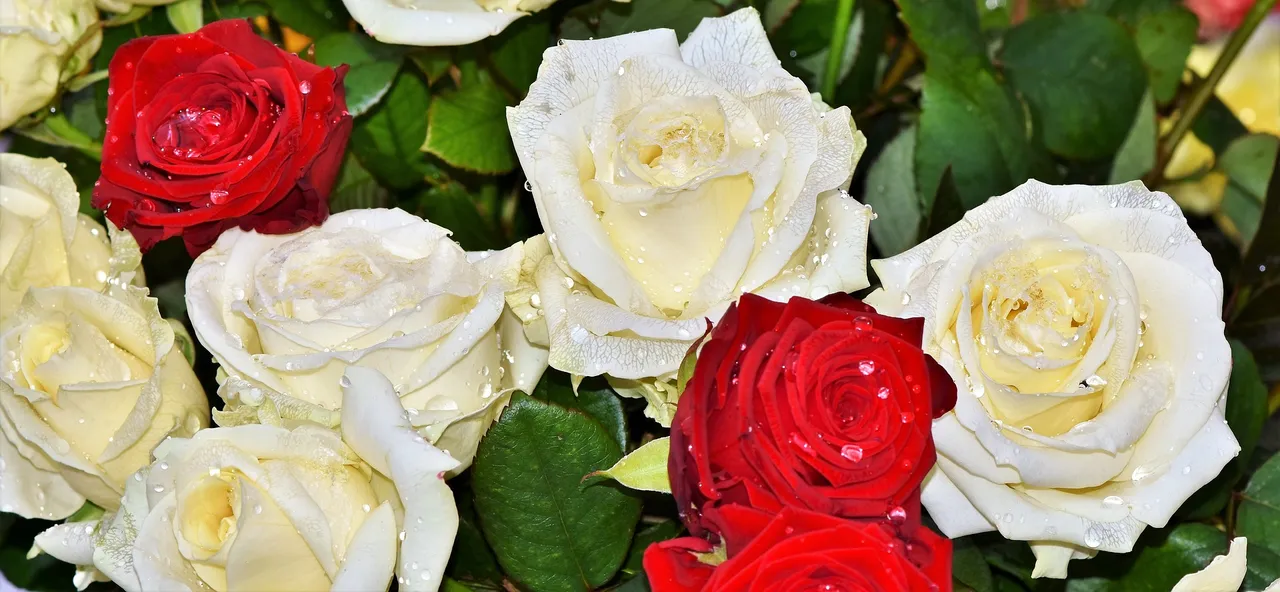 roses-3256160_1920.jpg