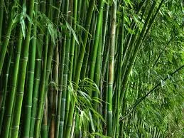 Bamboos Industry.jpg