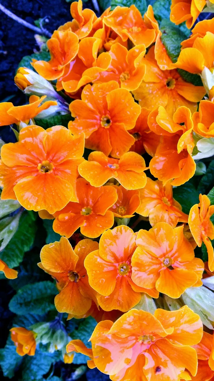 orange primroses.jpg