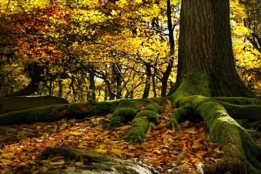 roots-2912879__340.jpg