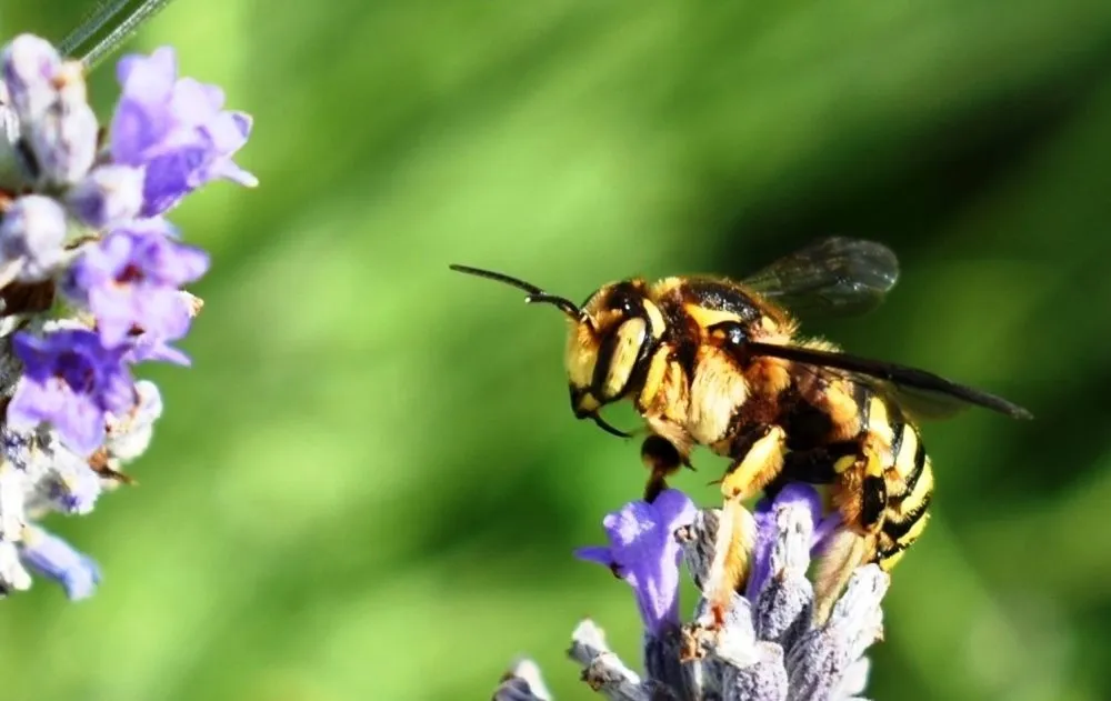 Bee on blue .JPG