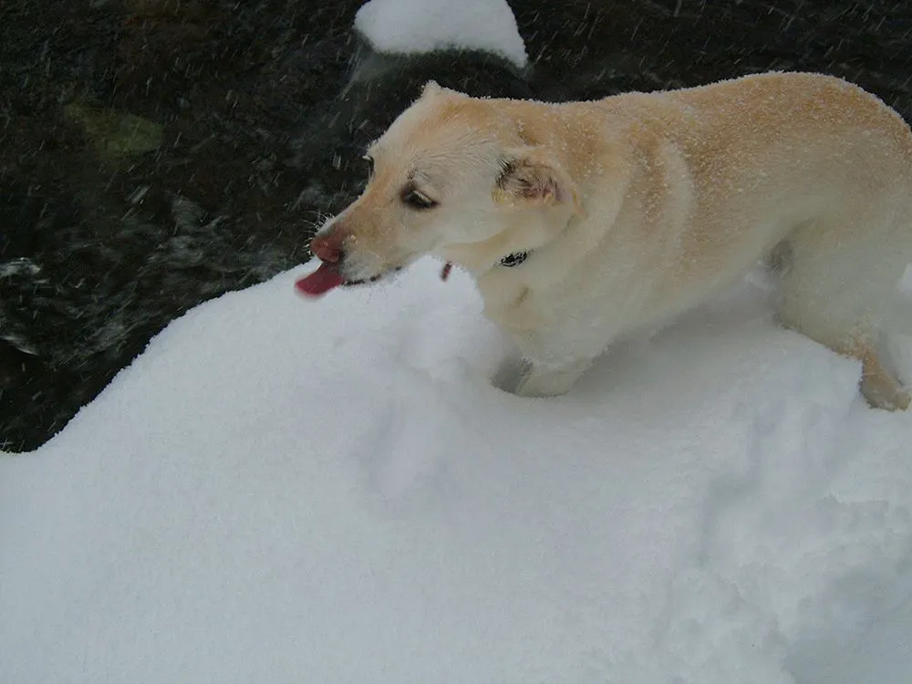 CatchingSnowflakes.jpg