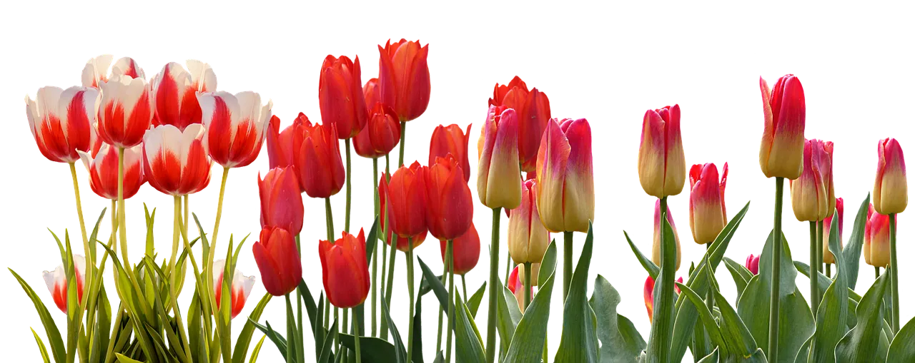 tulip-3024741_1280.png