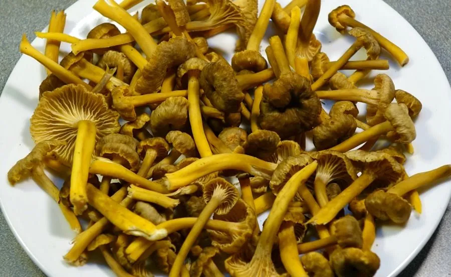 x yellowfoot 2.jpg