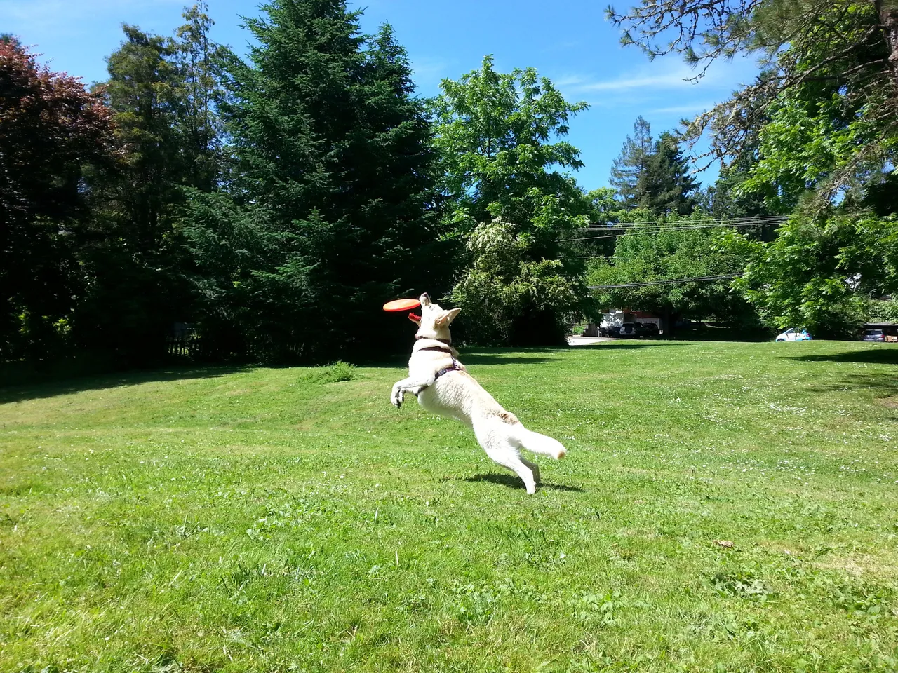 Yeti Frisbee 3.jpg