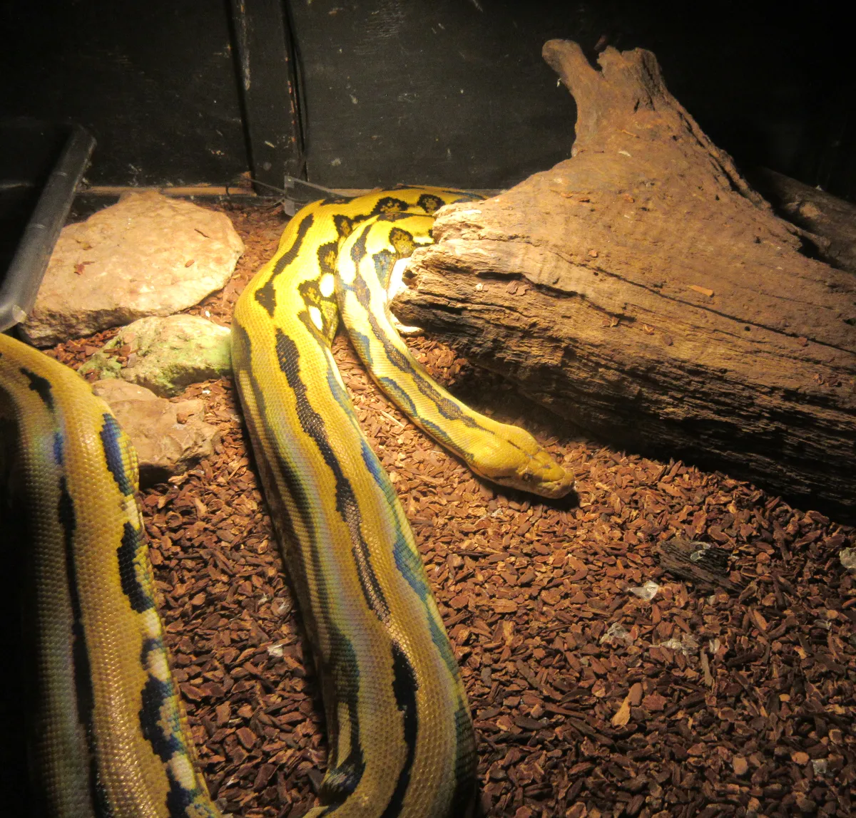 reticulated_python.png