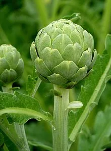 220px-Artichoke_J1.jpg