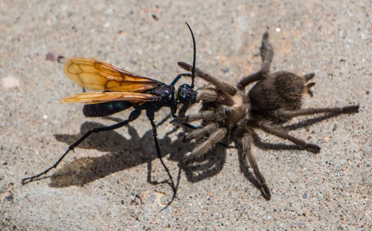 tarantula-hawk-pic.jpg