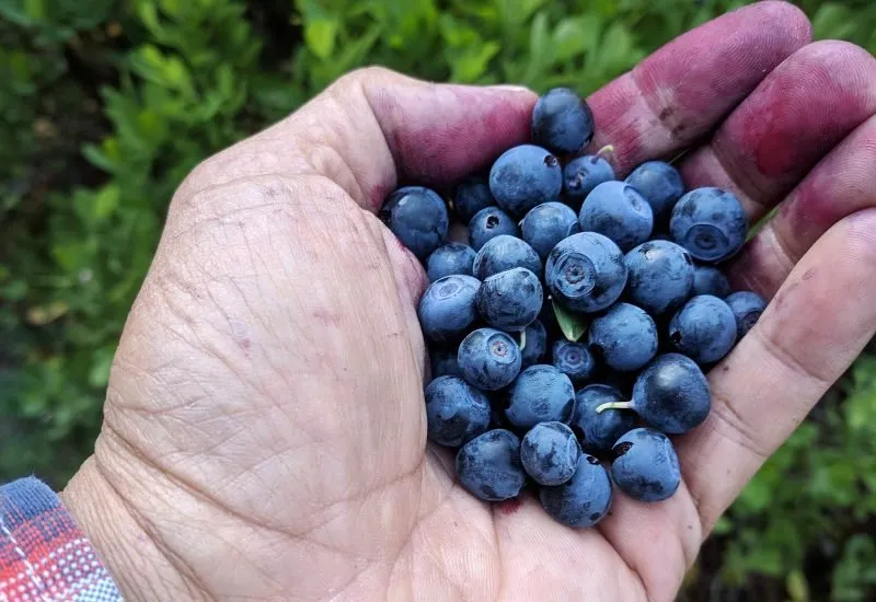 Wild Blueberries in Rainier National Park