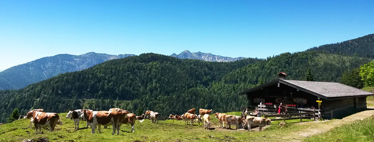 Neunhütte