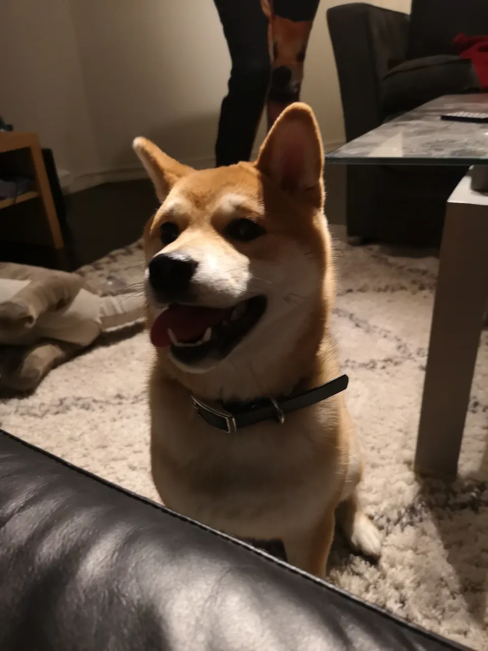 Favorite Shiba Mika
