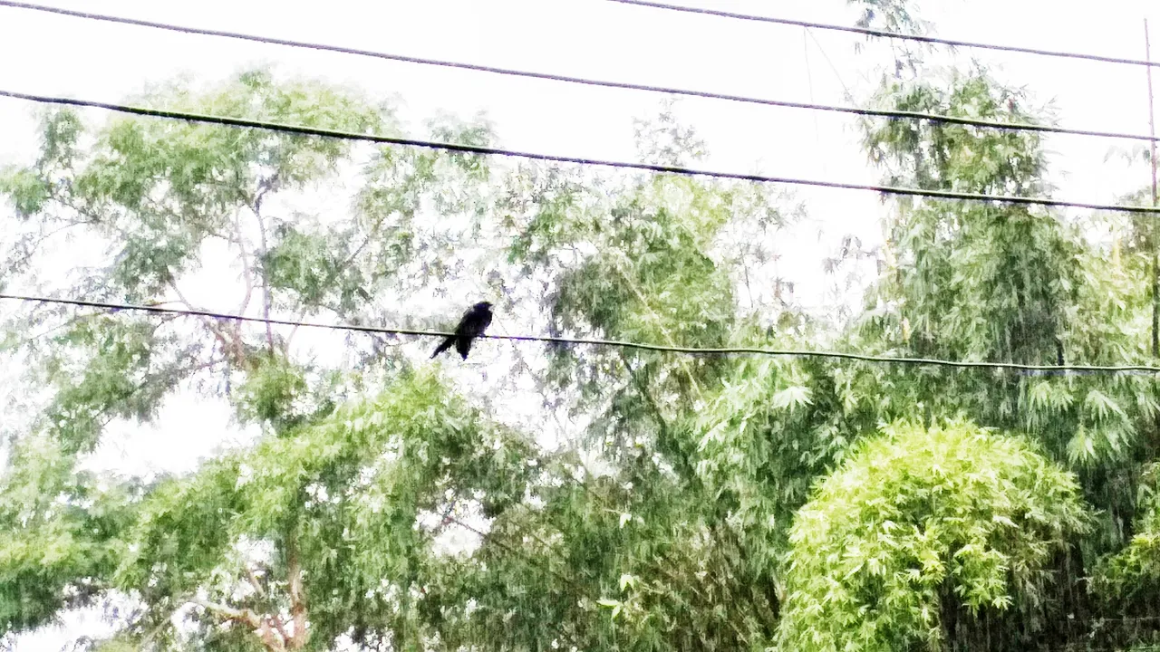 Lonelyness of Cuckoo..