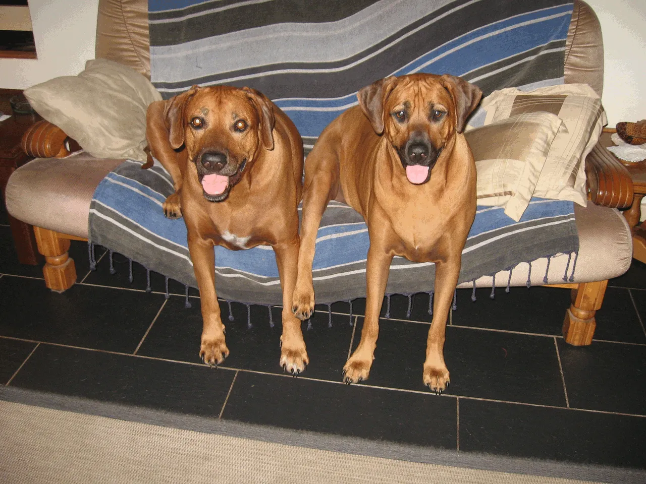 Dogs_Rhodesian_Ridgeback