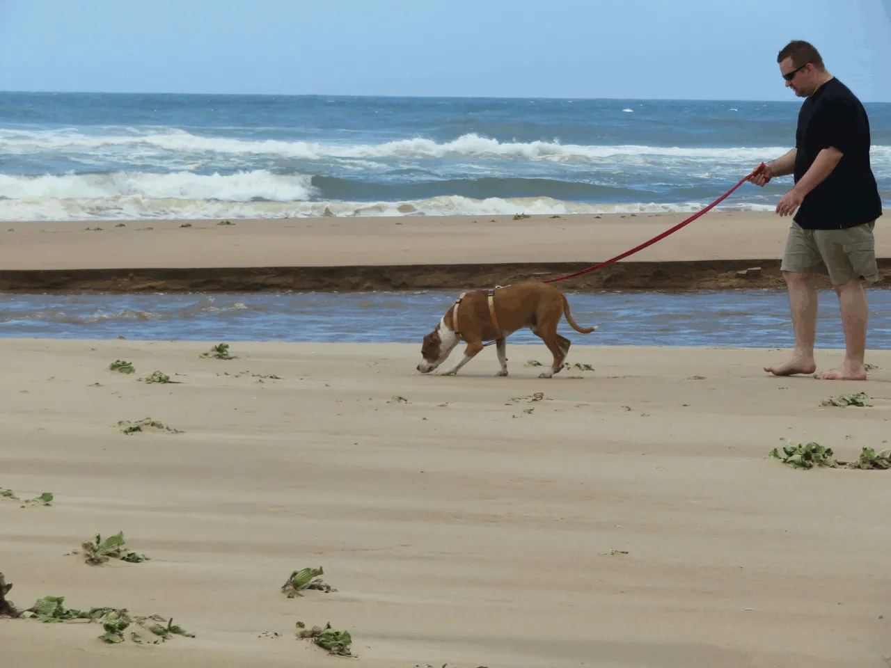 Dog Adopts Human