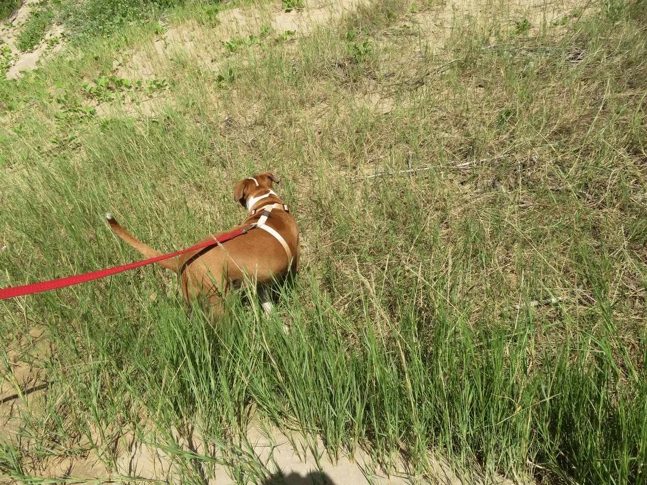 Dog 2019