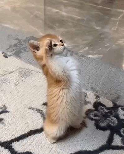 untitled.gif