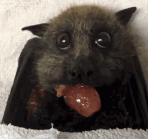 untitled.gif