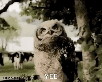 untitled.gif