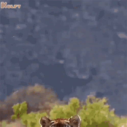 untitled.gif