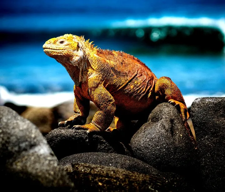 Lizard_on_rock_720.jpg