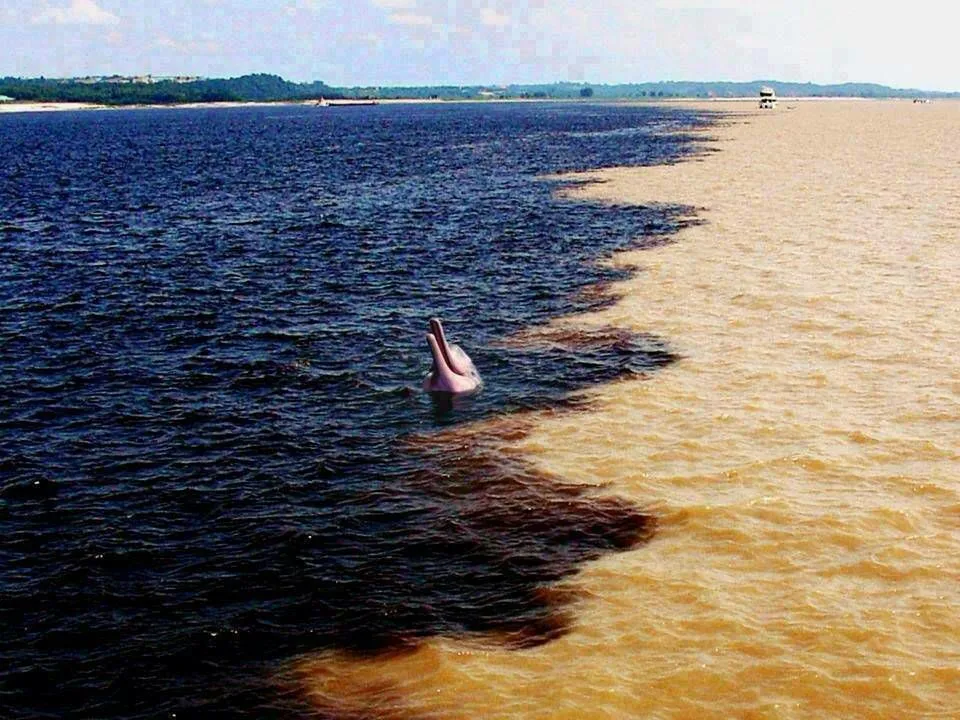 La unión del río Orinoco con el río Caroní y una tonina en el centro.Que espectáculo natural tan maravilloso.Venezuela que linda eres.jpg