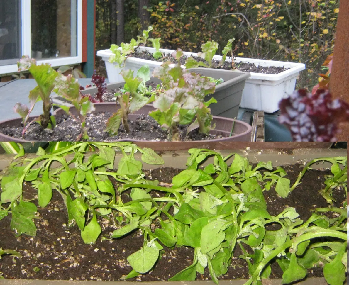small lettuce plants and Malabas spinach freshly dug.JPG