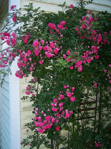 East Shed garden - 7 Sisters rose crop June 2018.jpg