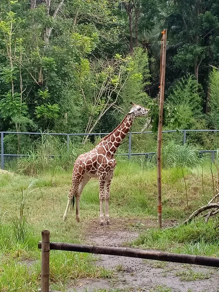 animal photography GIRAFFE by Vezsa at Cebu Safari 2018.jpg