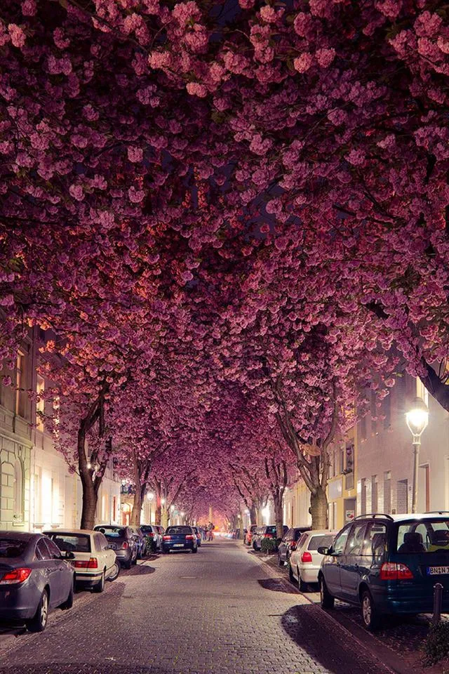 Bonn-in Blüte 29792390_1011814572300658_5480046951925045012_n.jpg