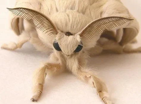 ce68d0250d0a96b2a544dbb58615bf77--venezuelan-poodle-moth-mother-nature.jpg