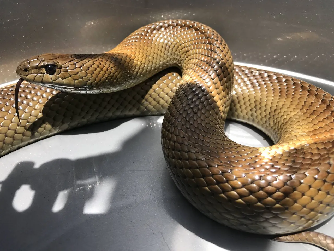 20170113-subadult-mole-snake-rescued-near-sunset-beach-western-cape-01.jpg