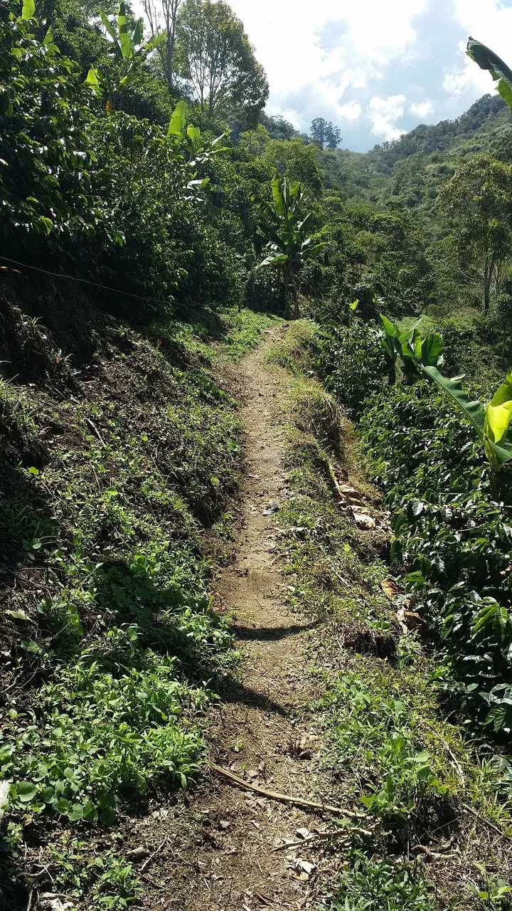 4 - Crossing the coffee fields of the neighbors farm.jpg