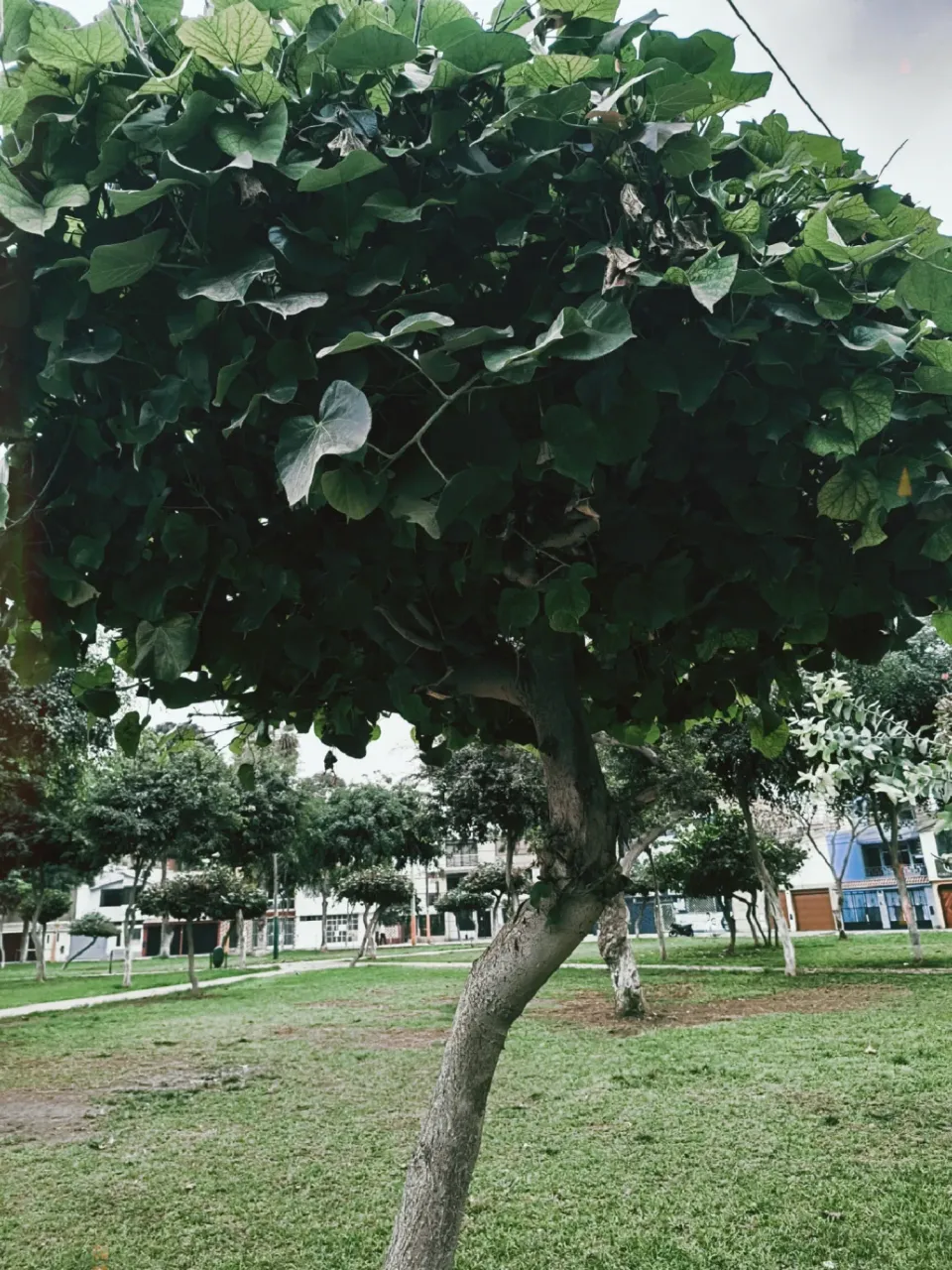 eZTJTsk4wNqIieOC_1000173596.webp