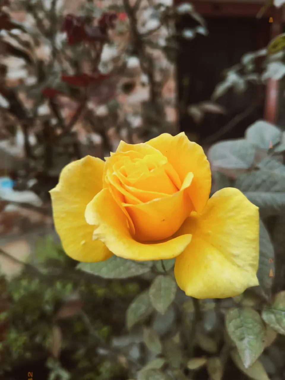 w0qvmW5ZTCuLecxI_1000173604.webp