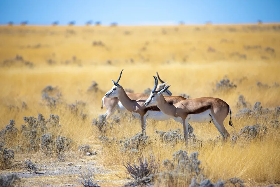 springbok-3758346_960_720.jpg