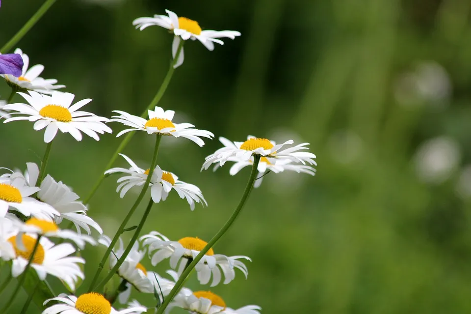 chamomile-3415182_960_720.jpg