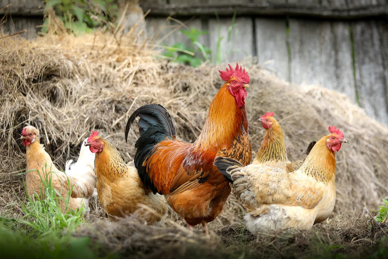 Poultry Feed Supplies.jpg