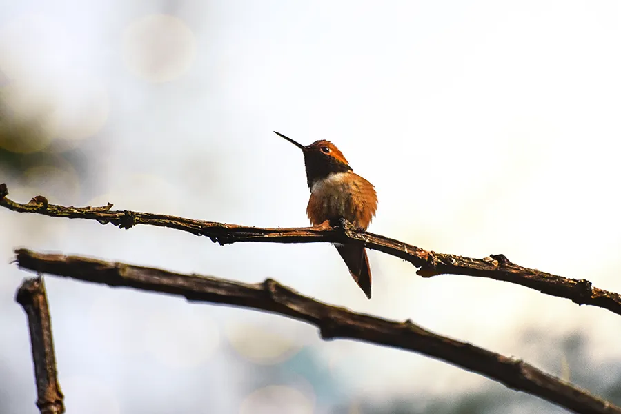 crimsonclad orange hummingbird at sunset