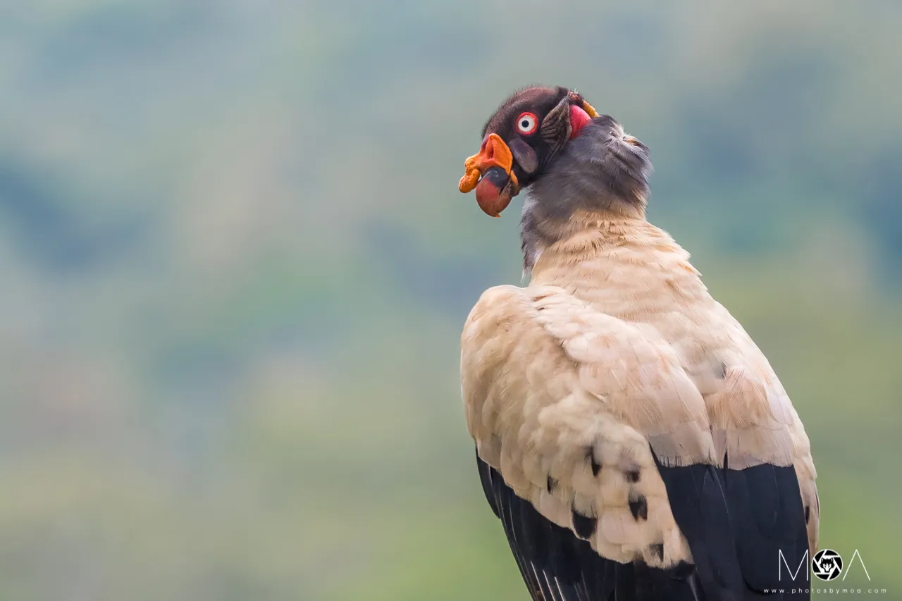 King Vulture Portrait.jpg