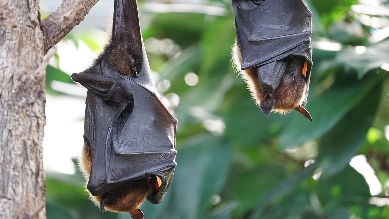 pipistrelli-e-coronavirus.jpg