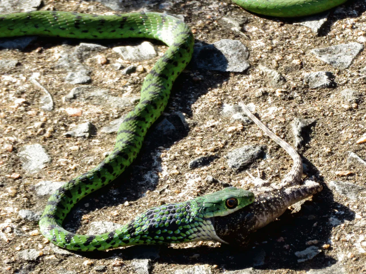 3379_Cropped_Snake-Lizard.png