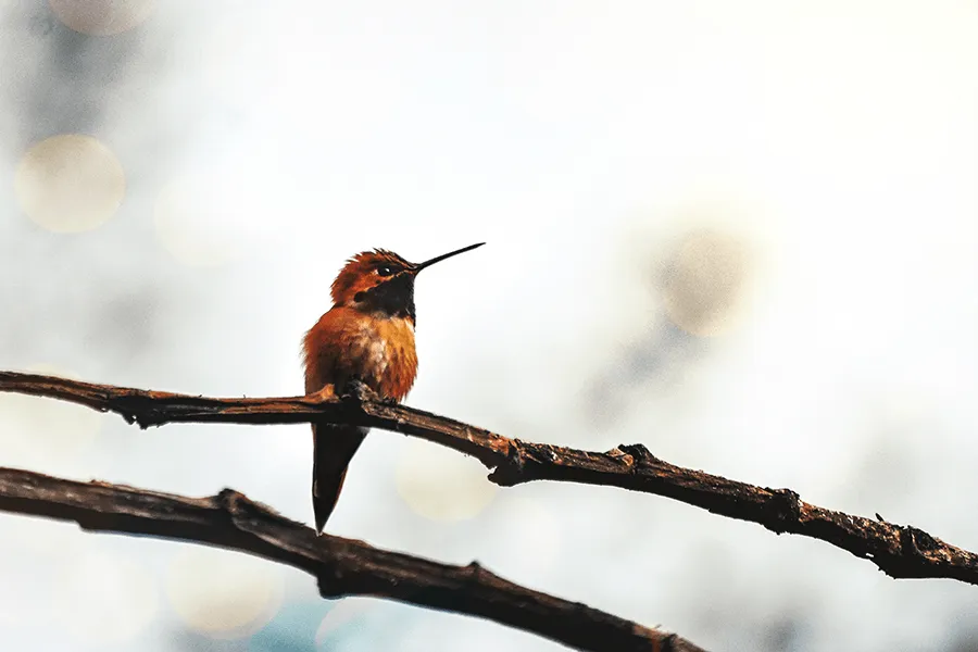crimsonclad orange hummingbird at sunset