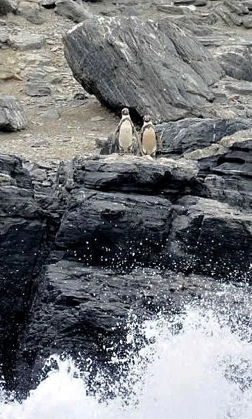 penguin isla chanaral.JPG