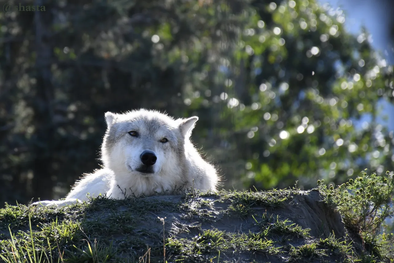 shasta2018oct8th47wolf8io.jpg