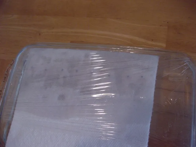 germination station 4.JPG