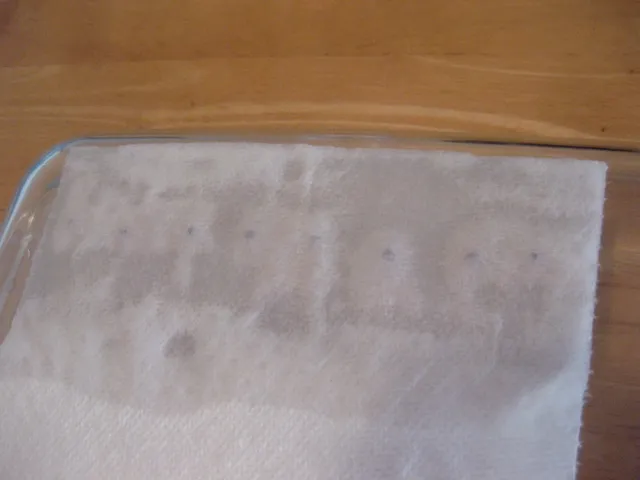 germination station 3.JPG