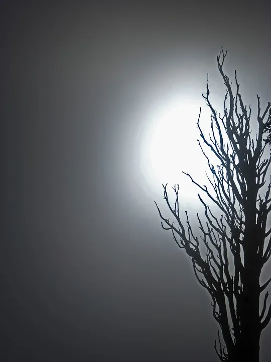 dead-tree-1905801_960_720.jpg