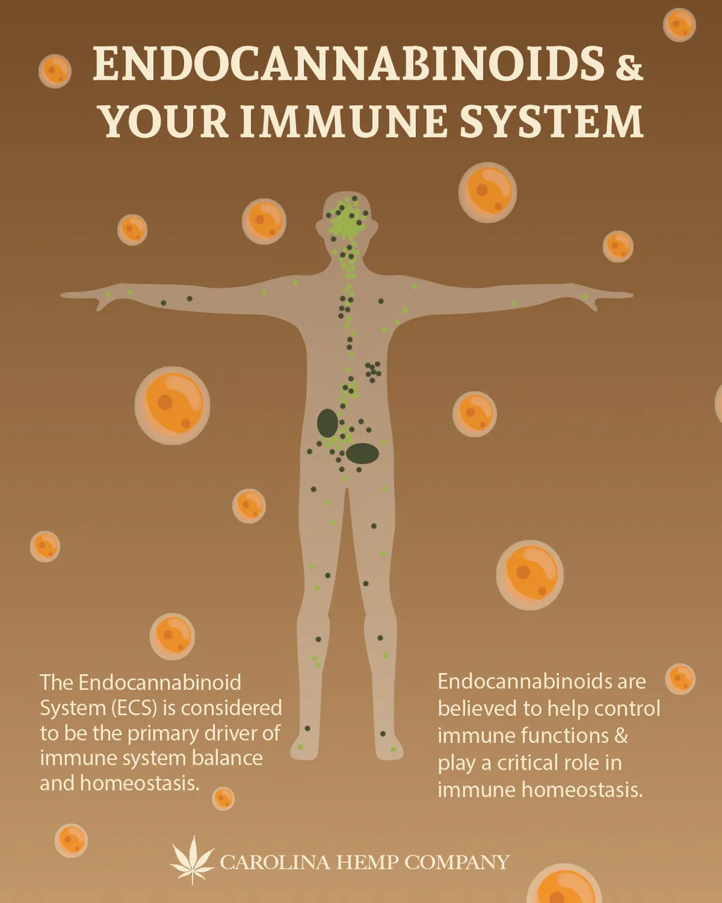 Endo Immune Swipe 1.jpg